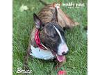 Bruce, Bull Terrier For Adoption In Council Bluffs, Iowa