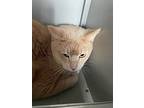 Blondie Boy, Domestic Shorthair For Adoption In Anoka, Minnesota