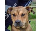 Clyde, American Staffordshire Terrier For Adoption In Huntley, Illinois