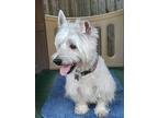 Max - Rest In Peace, Westie, West Highland White Terrier For Adoption In Dallas