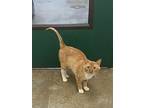 Tango, Domestic Shorthair For Adoption In Huntsville, Alabama