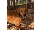 Cody, Golden Retriever For Adoption In Huntsville, Alabama