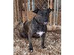 Zoe, American Staffordshire Terrier For Adoption In Huntsville, Alabama
