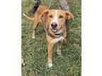 Toby, Golden Retriever For Adoption In Huntsville, Alabama