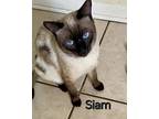 Siam, Siamese For Adoption In Fort Pierce, Florida