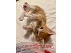 Puss In Boots, Domestic Shorthair For Adoption In St. Augustine, Florida