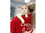 Maximilian, Domestic Shorthair For Adoption In Kalamazoo, Michigan