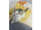 Baby Ruth, Domestic Shorthair For Adoption In Poplar Grove, Illinois
