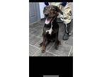 Daisy, Labrador Retriever For Adoption In Lebanon, Kentucky