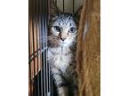 Onyx, Domestic Shorthair For Adoption In Lorain, Ohio