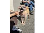 Beans, Norwich Terrier For Adoption In Victoria, British Columbia