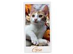 Gin, Domestic Shorthair For Adoption In Ocean Springs, Mississippi