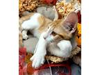 Scotch, Domestic Shorthair For Adoption In Ocean Springs, Mississippi