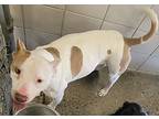 Pebbles, American Pit Bull Terrier For Adoption In Rock Springs, Wyoming