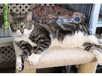 Libby, Domestic Shorthair For Adoption In Carlisle, Pennsylvania