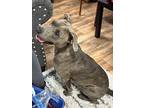 Cricket, American Staffordshire Terrier For Adoption In Tahlequah, Oklahoma