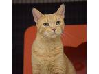 Lucky, Domestic Shorthair For Adoption In Santa Fe, New Mexico
