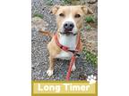 Molly, American Pit Bull Terrier For Adoption In Lakeside, Arizona
