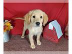 Golden Retriever PUPPY FOR SALE ADN-826480 - Chunky AKC Golden Retrievers