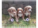 Goldendoodle (Miniature) PUPPY FOR SALE ADN-826357 - 9 Week Old Goldendoodles