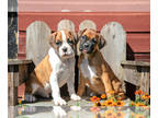 Boxer PUPPY FOR SALE ADN-826483 - Adorable AKC Boxer Puppies