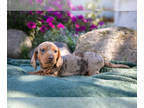 Dachshund PUPPY FOR SALE ADN-826417 - Beautiful CKC Mini Dachshund Puppies
