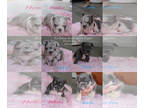 French Bulldog PUPPY FOR SALE ADN-826410 - French Bulldogs