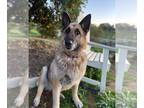 German Shepherd Dog DOG FOR ADOPTION RGADN-1193129 - Kata - German Shepherd Dog