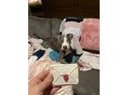 Adopt Eugene a Gray/Silver/Salt & Pepper - with White American Pit Bull Terrier