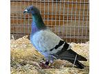 Pidge, Pigeon For Adoption In Novato, California