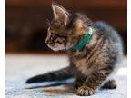 Orion, Tabby For Adoption In Fairborn, Ohio