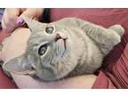 Tina, Tabby For Adoption In Fairborn, Ohio