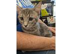 Turner, Tabby For Adoption In Fairborn, Ohio