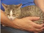 Penny, Tabby For Adoption In Fairborn, Ohio