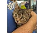 Elisabeth, Tabby For Adoption In Fairborn, Ohio