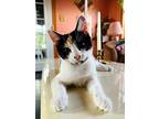 Kitten Koyia, Calico For Adoption In Franklin, Tennessee