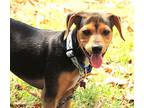 Puppy Happy Hershey, Manchester Terrier For Adoption In Franklin, Tennessee
