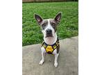 Annabelle (texas) Ky, Staffordshire Bull Terrier For Adoption In Langley