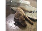 Cody (frolic), Labrador Retriever For Adoption In Newnan, Georgia