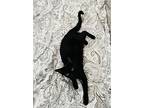 Jade, Domestic Shorthair For Adoption In Fort Collins, Colorado