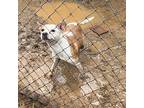Zuri, Terrier (unknown Type, Medium) For Adoption In Shreveport, Louisiana
