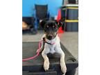 Frankie, Rat Terrier For Adoption In Sharon, Connecticut