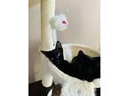 Ross And Rachael, Domestic Shorthair For Adoption In Indian Trail