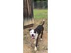 Chuck, Boston Terrier For Adoption In Orange, Virginia