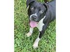 Beckham, Boston Terrier For Adoption In Orange, Virginia