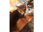 Campy, Tabby For Adoption In Barre, Vermont