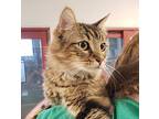 Artemis, Domestic Mediumhair For Adoption In Slidell, Louisiana