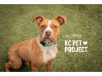 Gilroy, American Pit Bull Terrier For Adoption In Kansas City, Missouri