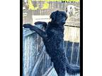Higgens, Curly-coated Retriever For Adoption In Winchester, Kentucky