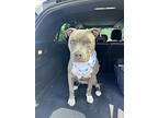 Ace, Terrier (unknown Type, Medium) For Adoption In Spring Lake, New Jersey